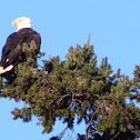 Bald eagle