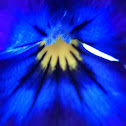 Blue Pansy
