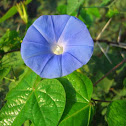 Blue morning glory