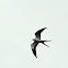 Swallow-tailed Kite