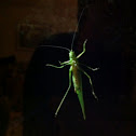 Katydid