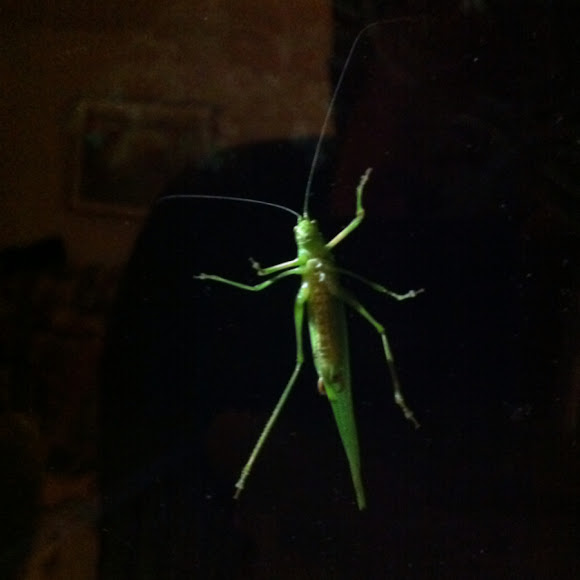 Spotting Image 1