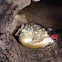 Eastern Quoll