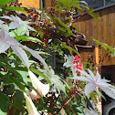 Castor Bean