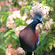 Victoria Crowned Pigeon