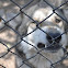 Lobo gris mexicano (wolf)
