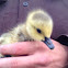 Goose