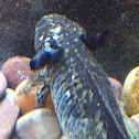 Axolotls