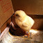 Chick