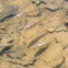Mosquito Fish