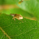 Weevil ?