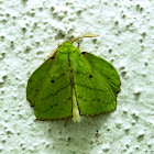 Trabala Moth