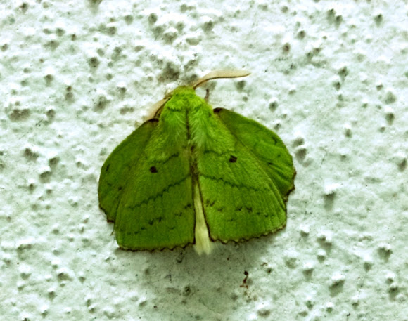 Spotting Image 1