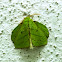 Trabala Moth
