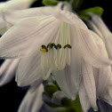 Plantain lily