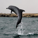 Indo-Pacific Bottlenose Dolphin