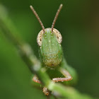 Grasshopper