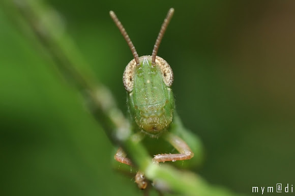 Spotting Image 1