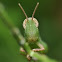 Grasshopper