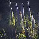 Giant Viper's bugloss