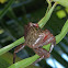Mangrove Tree Crab