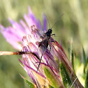 Ichneumon wasp. Avispa icneumón