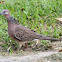Spotted Turtle-Dove