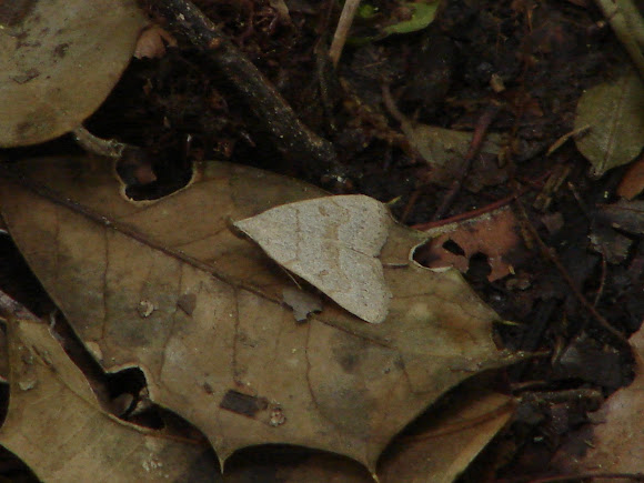 Spotting Image 1
