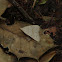 Morbid Owlet Moth