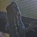 Western Fence Lizard