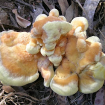 Fungus in America