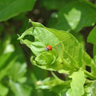 Seven spotted Ladybug
