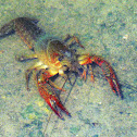 Red Swamp Cray Fish