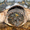 Snapping Turtle