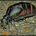 Oil Beetle (short-winged blister beetle)