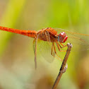 Libélula (scarlet Darter)