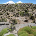 Yareta