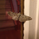 Moth