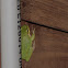 Squirrel Tree Frog