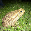 Sapo Cururú