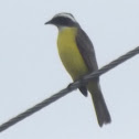 social flycatcher, luis gregario