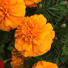 African marigold