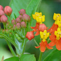 Tropical Milkweed