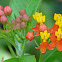 Tropical Milkweed