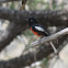 Painted redstart