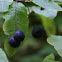 Alder Buckthorn