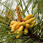 Loblolly pine