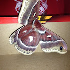 Cecropia MOth