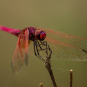 Crimson Dropwing (male)