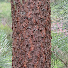 Ponderosa Pine